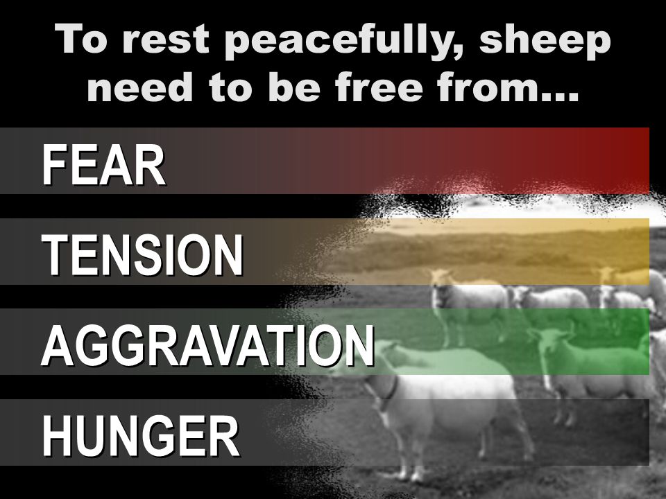 To rest peacefully, sheep need to be free from…