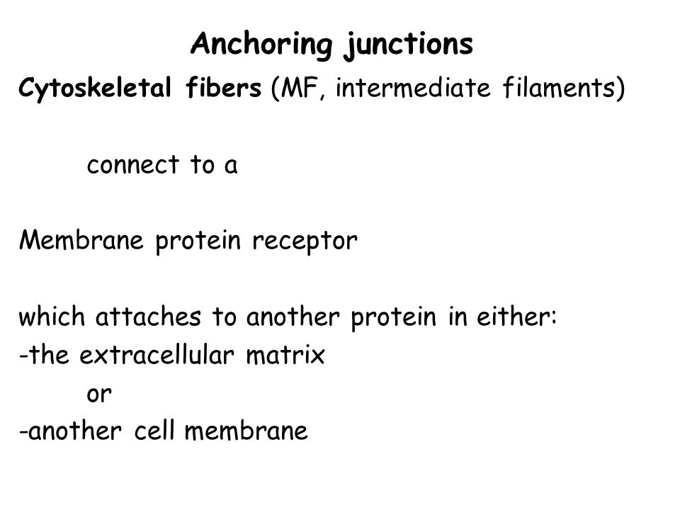 Chapter 19 Cell junctions and the extracellular matrix ppt download