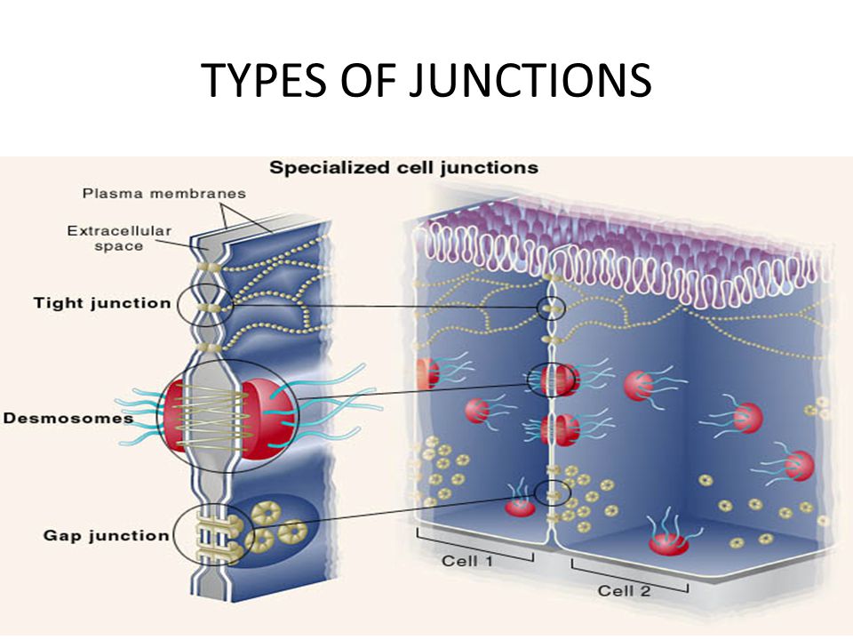 CELL JUNCTION. - ppt download