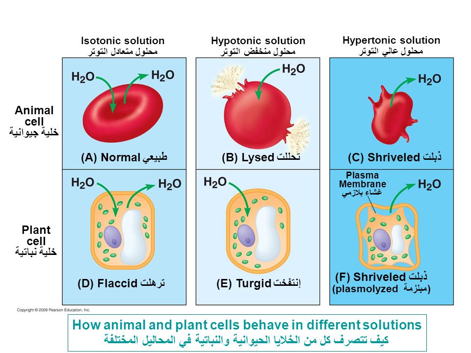 How animal and plant cells behave in different solutions