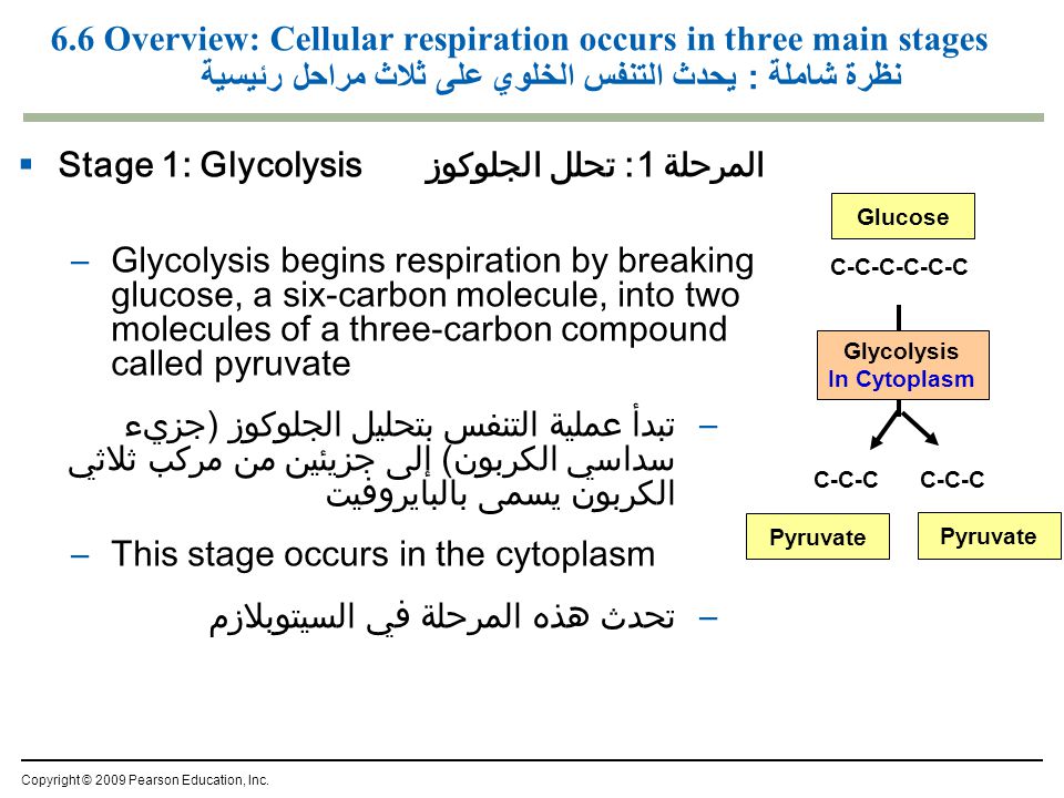 Stage 1: Glycolysisالمرحلة 1: تحلل الجلوكوز