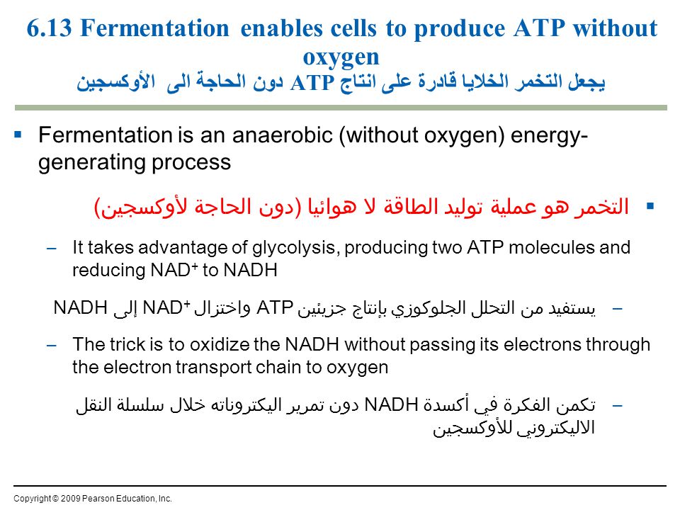 6.13 Fermentation enables cells to produce ATP without oxygen يجعل التخمر الخلايا قادرة على انتاج ATP دون الحاجة الى الأوكسجين