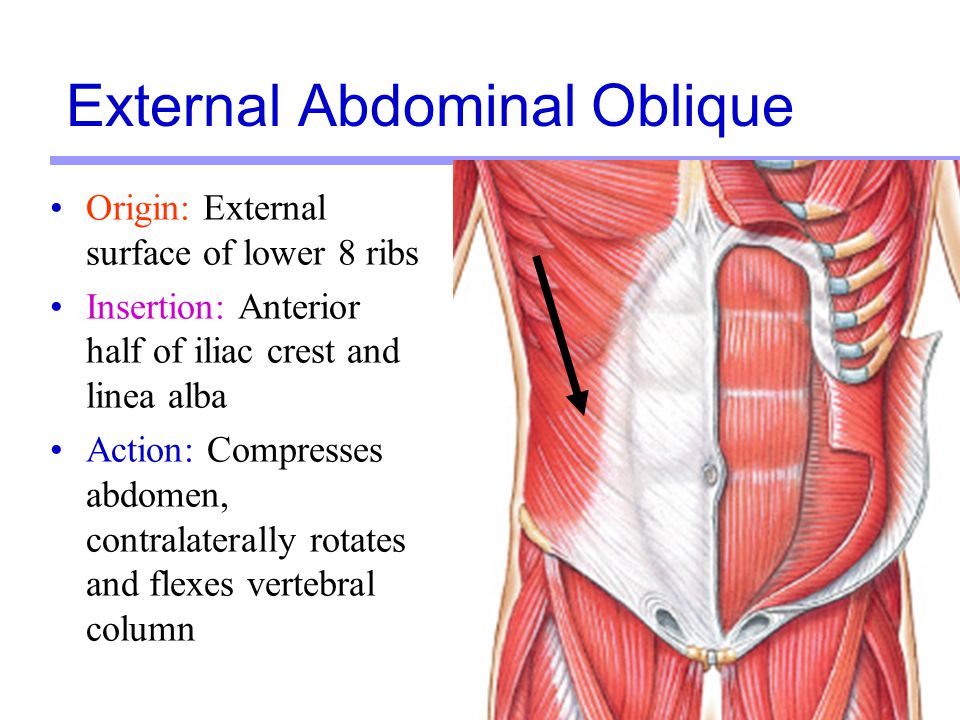 external oblique muscle origin and insertion