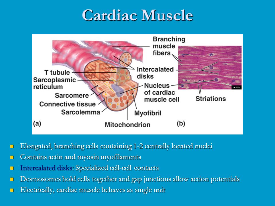 Cardiac Muscle Found only in heart Striated - ppt video online download
