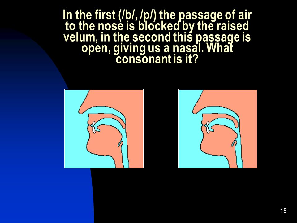 In the first (/b/, /p/) the passage of air to the nose is blocked by the raised velum, in the second this passage is open, giving us a nasal.