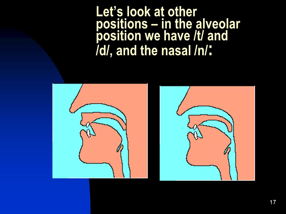 Let’s look at other positions – in the alveolar position we have /t/ and /d/, and the nasal /n/: