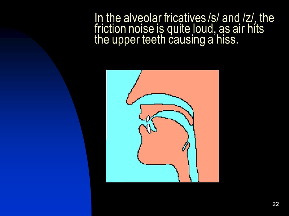 In the alveolar fricatives /s/ and /z/, the friction noise is quite loud, as air hits the upper teeth causing a hiss.