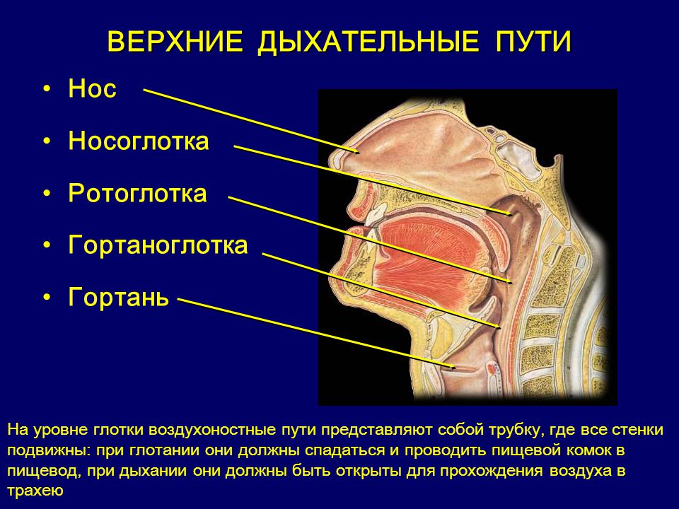 Носоглотка это. Глотка носоглотка ротоглотка гортаноглотка. Носоглотка ротоглотка гортань. Носоглотка ротоглотка и гортанная часть. Носоглотка ротоглотка полость носа.