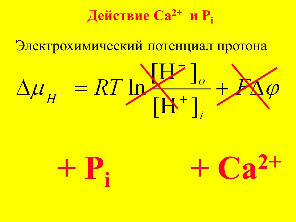 Действие Ca2+ и Pi Электрохимический потенциал протона + Pi + Ca2+