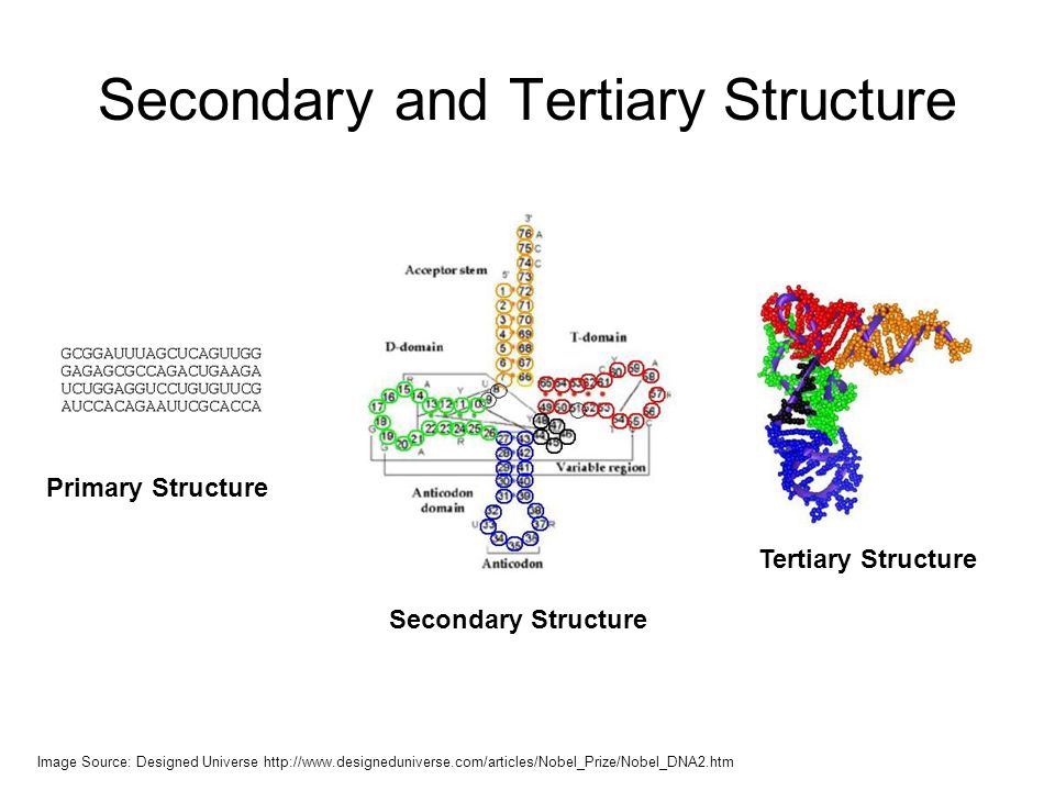 Secondary and Tertiary Structure