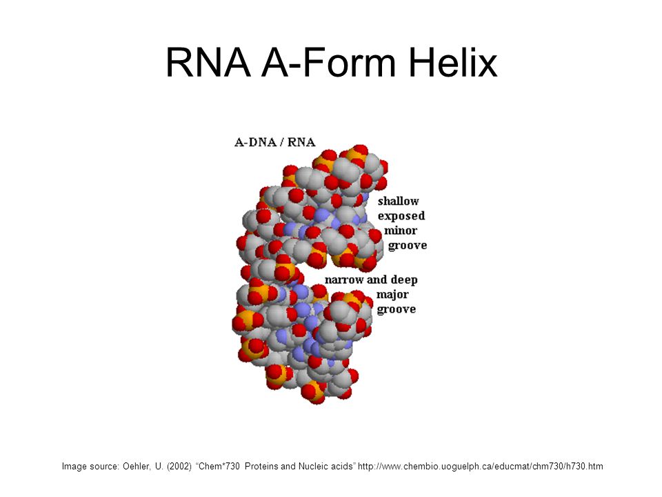RNA A-Form Helix Image source: Oehler, U. (2002) Chem*730 Proteins and Nucleic acids