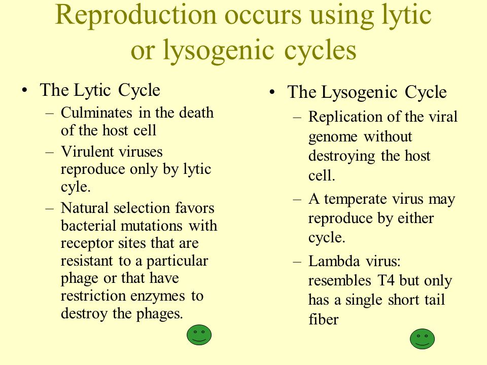 Anatomy Of A Virus Ppt Download