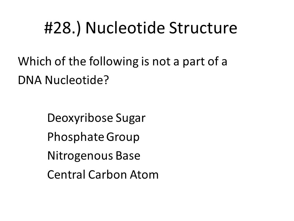 #28.) Nucleotide Structure
