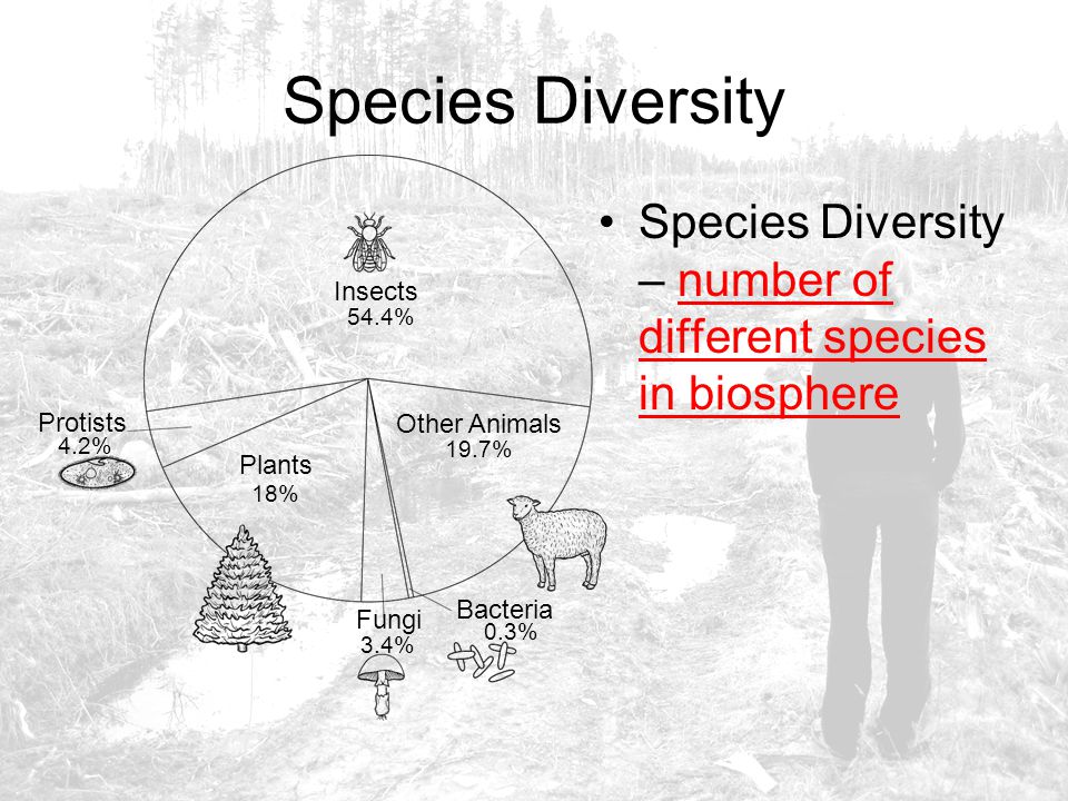 Species Diversity Species Diversity – number of different species in biosphere. Insects. 54.4% Protists.