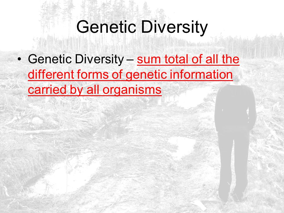 Genetic Diversity Genetic Diversity – sum total of all the different forms of genetic information carried by all organisms.