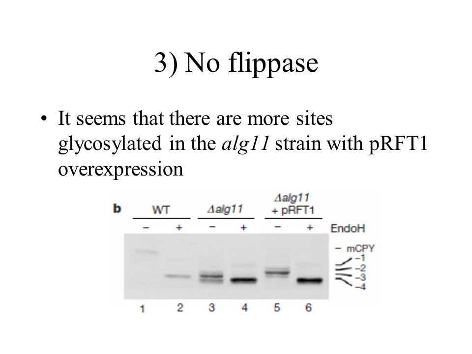 3) No flippase It seems that there are more sites glycosylated in the alg11 strain with pRFT1 overexpression.