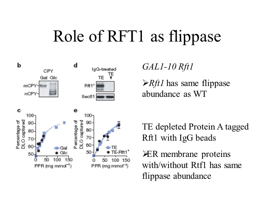Role of RFT1 as flippase GAL1-10 Rft1