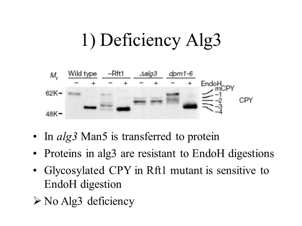 1) Deficiency Alg3 In alg3 Man5 is transferred to protein
