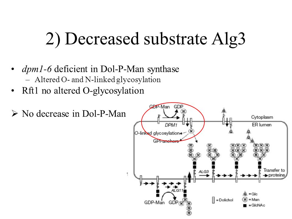 2) Decreased substrate Alg3