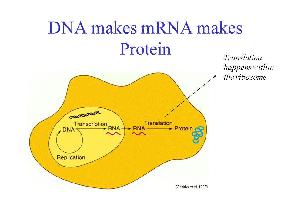 DNA makes mRNA makes Protein