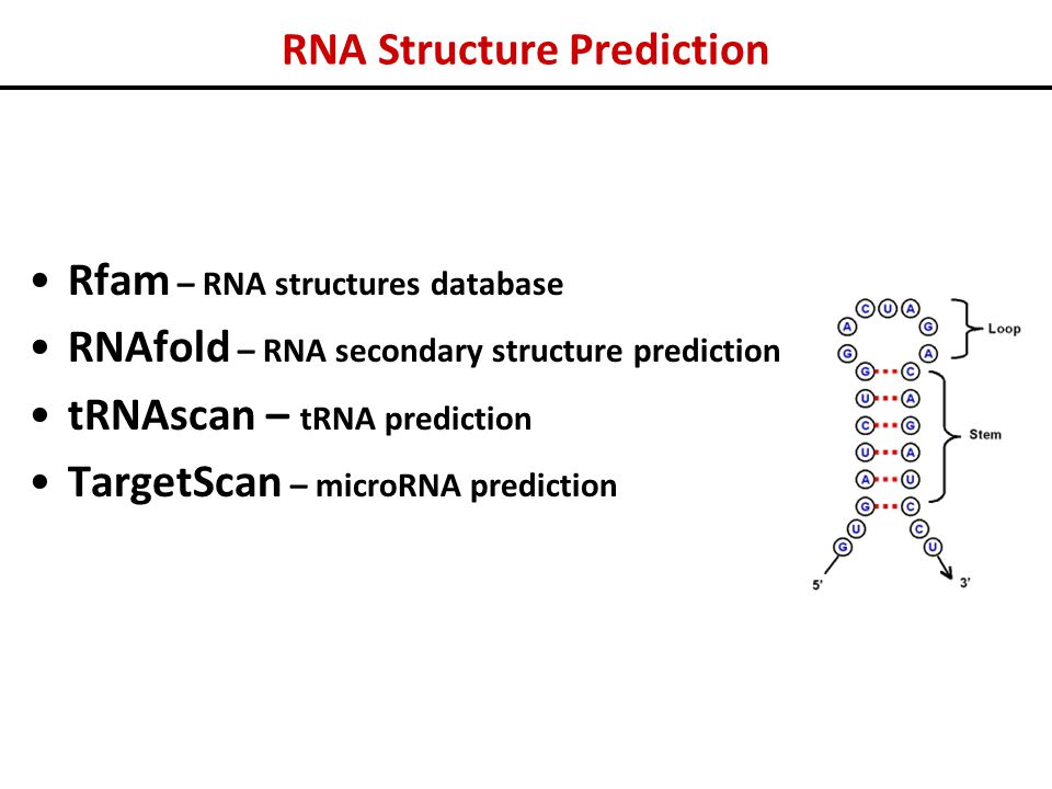 RNA Structure Prediction - ppt video online download