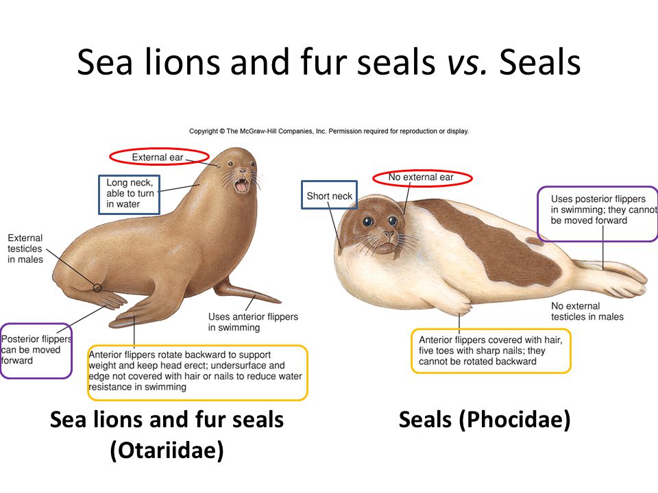Seals Sea Lions And Walrus Ppt Video Online Download