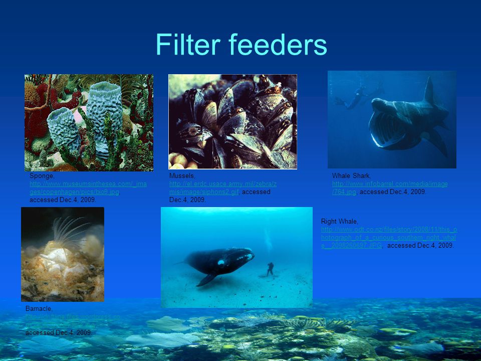 Ocean Life Consumers G Burgess Ppt Download