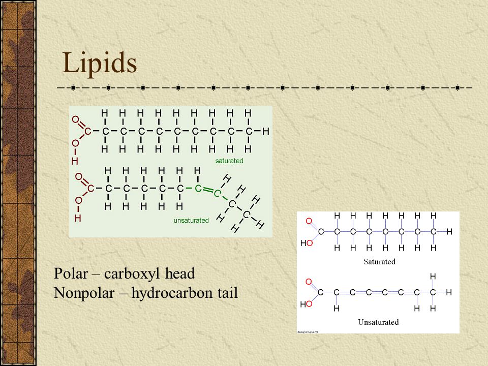 Lipids Polar – carboxyl head Nonpolar – hydrocarbon tail