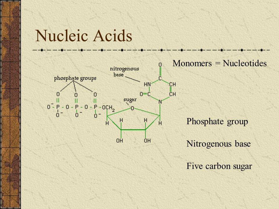 Nucleic Acids Monomers = Nucleotides Phosphate group Nitrogenous base