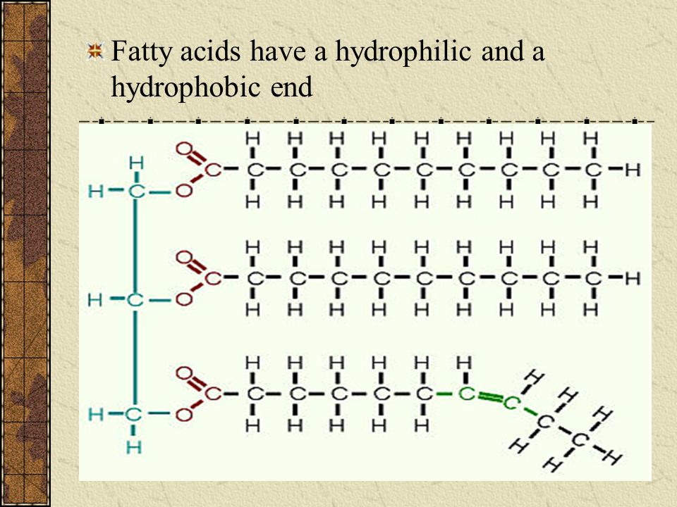 Fatty acids have a hydrophilic and a hydrophobic end