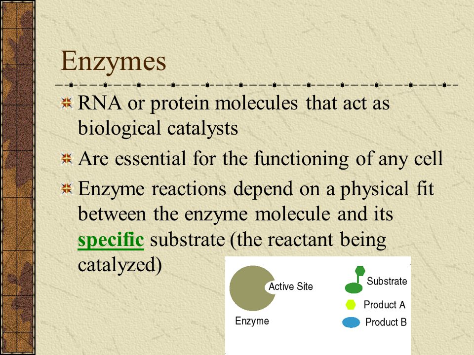 Enzymes RNA or protein molecules that act as biological catalysts