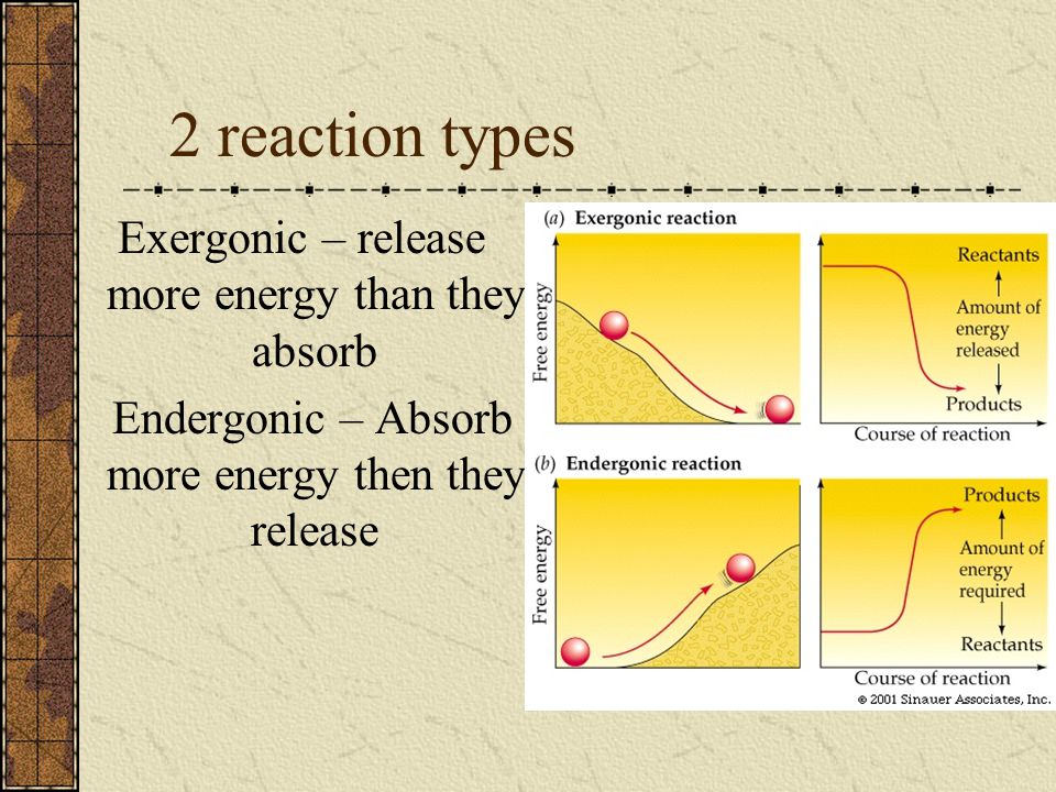 2 reaction types Exergonic – release more energy than they absorb