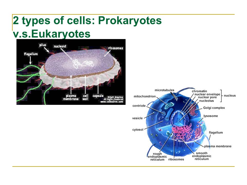 В клетках прокариот отсутствуют. Клетка прокариот. Типы клеток. Эукариот. Клетки прокариот и эукариот.
