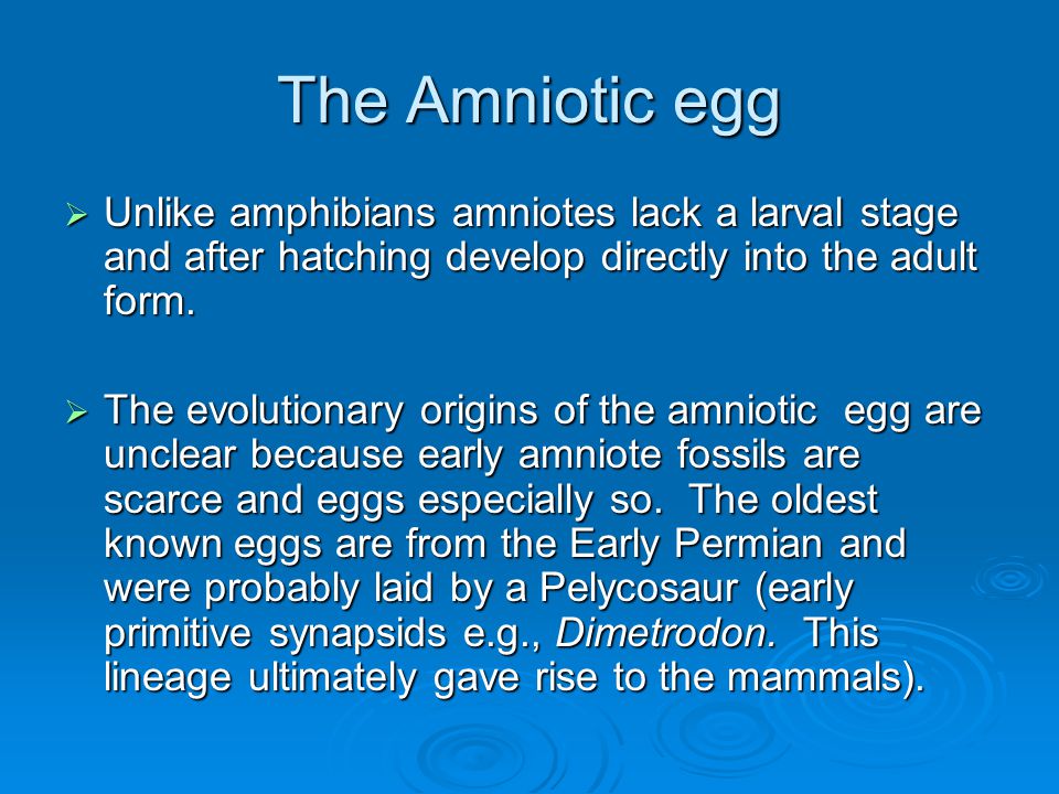 the amniotic egg solved what amphibian problem