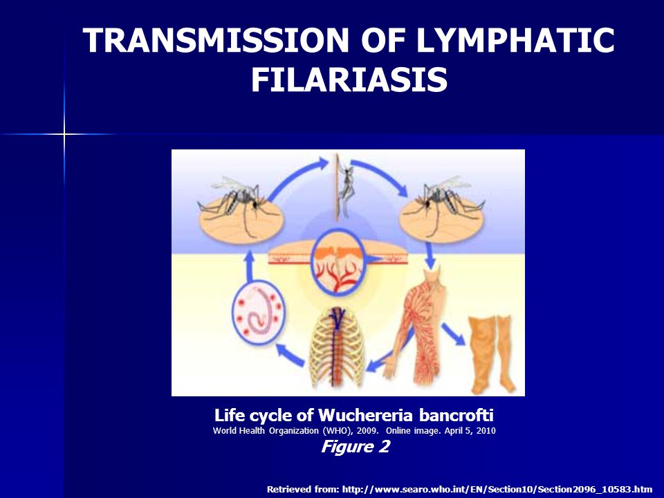 TRANSMISSION OF LYMPHATIC FILARIASIS