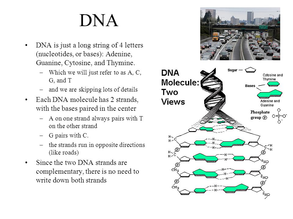 DNA DNA is just a long string of 4 letters (nucleotides, or bases): Adenine, Guanine, Cytosine, and Thymine.