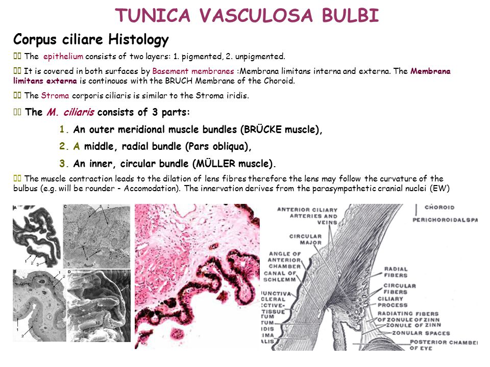 Tunica fibrosa et Tunica vasculosa bulbi - ppt video online download