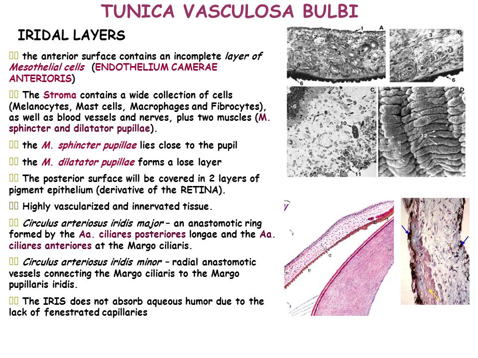 Tunica fibrosa et Tunica vasculosa bulbi - ppt video online download