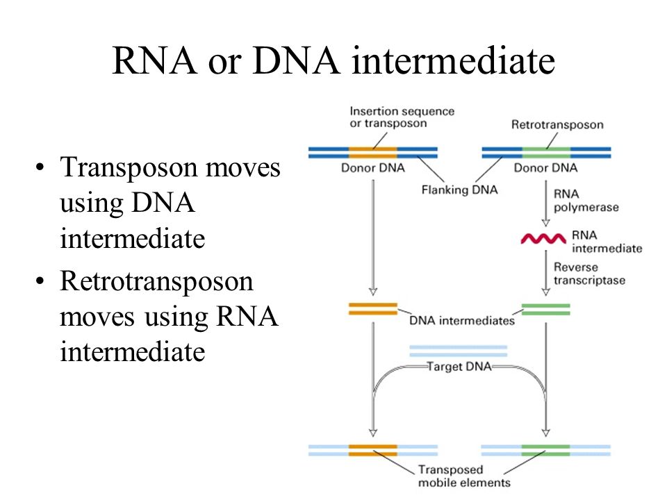 Донор днк. Retrotransposon. Ltr transposon DNA Synthesis. Insertion sequences. (Insertion sequences mechanism.