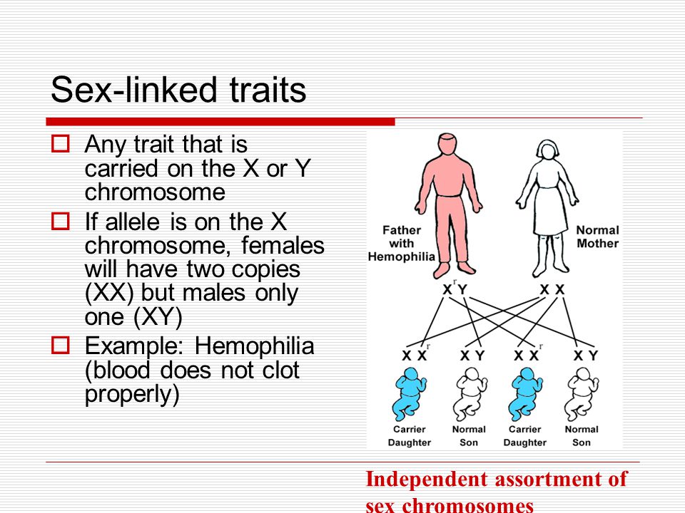 Sex-linked traits Any trait that is carried on the X or Y chromosome.