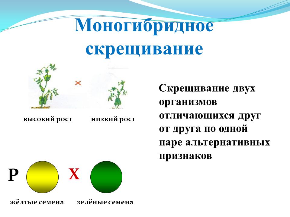 Скрещивание особей отличающихся по двум парам