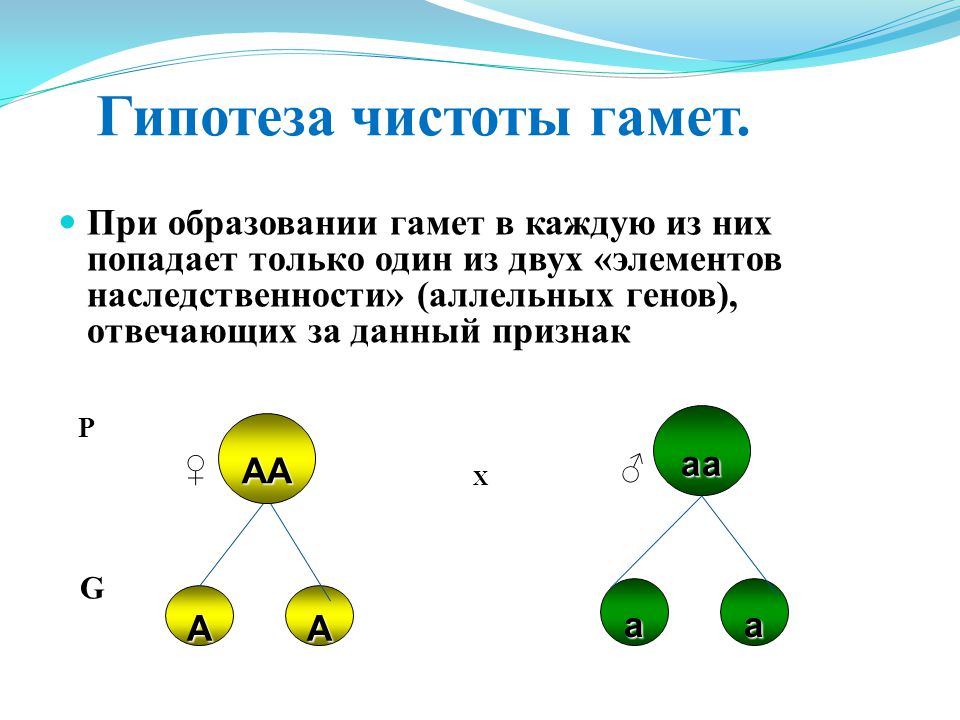 Сколько типов гамет образует аа: найдено 88 изображений