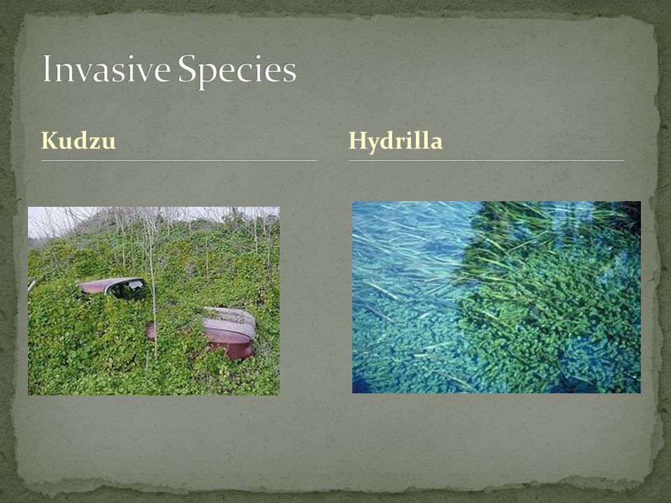 Invasive Species Kudzu Hydrilla