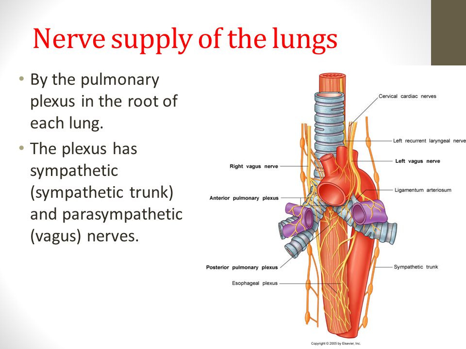 Image result for lungs and nerves