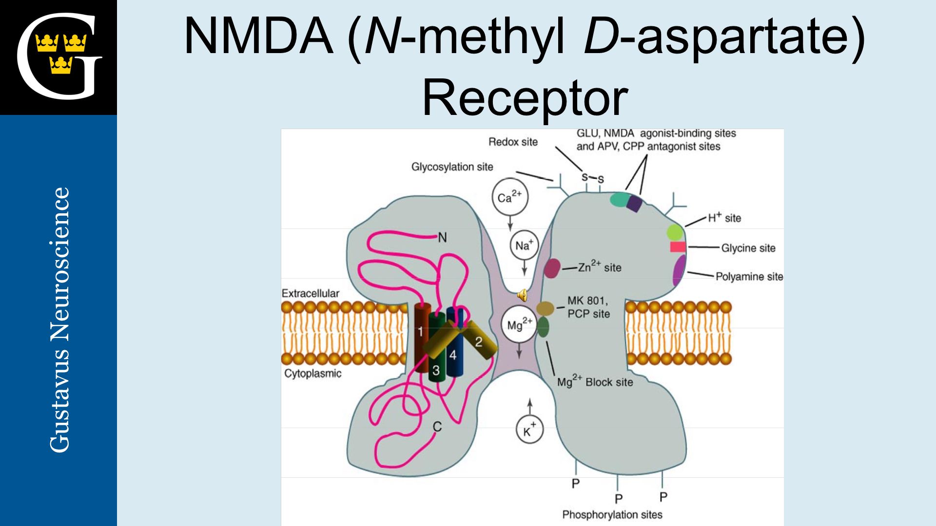 nmda n-methyl-d-aspartate receptor