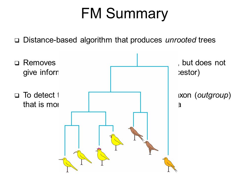 FM Summary Distance-based algorithm that produces unrooted trees