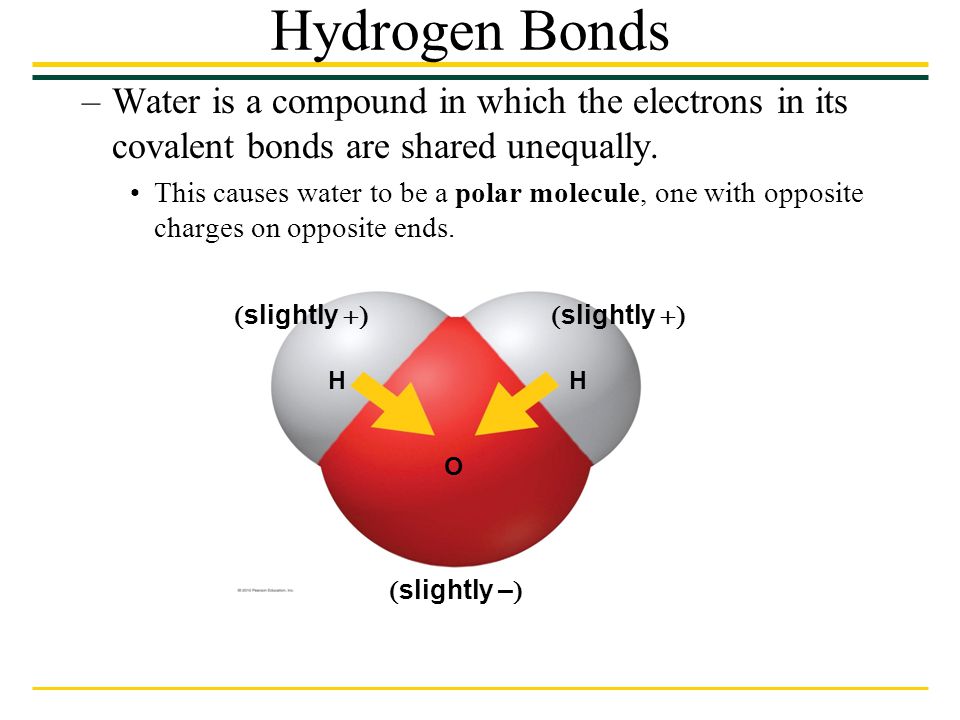 Hydrogen Bonds Water is a compound in which the electrons in its covalent bonds are shared unequally.