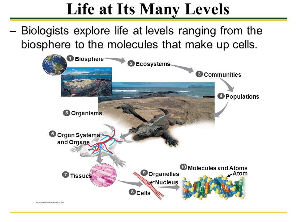 Life at Its Many Levels Biologists explore life at levels ranging from the biosphere to the molecules that make up cells.