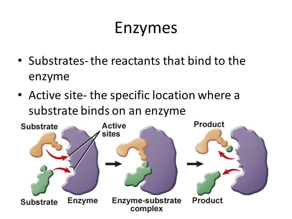 Enzymes Substrates- the reactants that bind to the enzyme