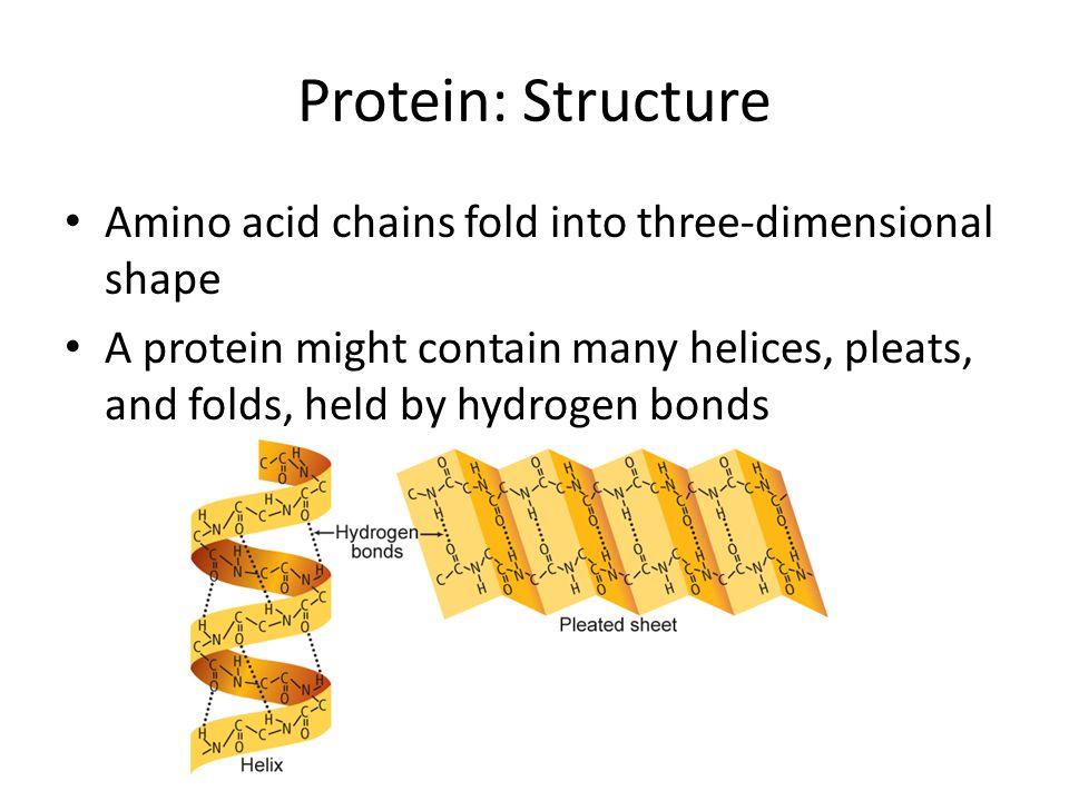 Protein: Structure Amino acid chains fold into three-dimensional shape